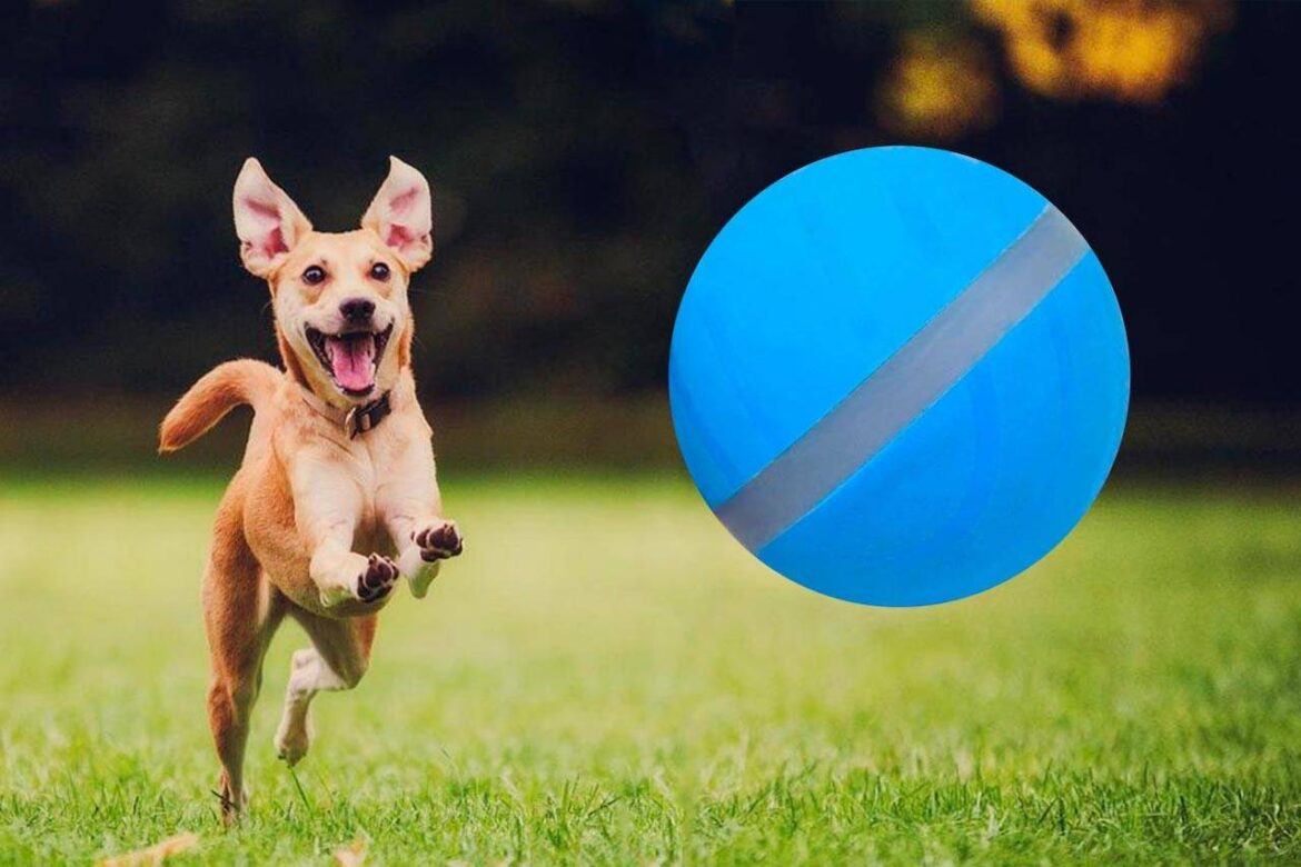 PEPPY PET BALL – Is It Legit or Cheap Dog Toy to Try?