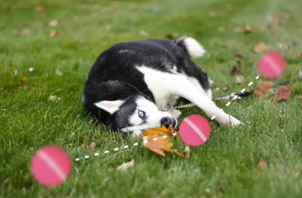 peppy pet ball review